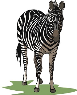 This animal injures zookeepers more than any other animal. This animal injures zookeepers more than any other animal.