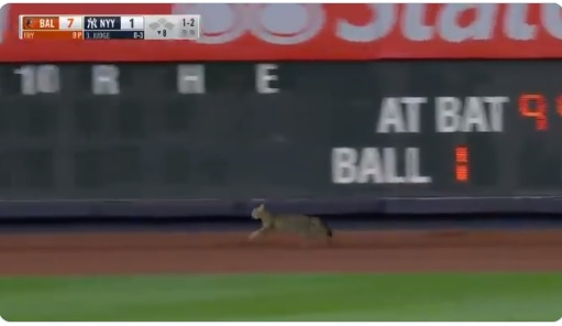 Cat On Field At Yankees Game Cat On Field At Yankees Game