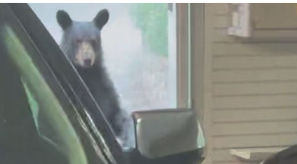 Brett Eldredge vs The Bear