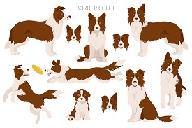 According to canine psychologists, this is the SMARTEST dog breed According to canine psychologists, this is the SMARTEST dog breed