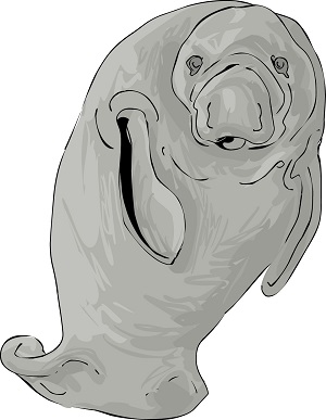 The closest relative to manatees in the animal kingdom are The closest relative to manatees in the animal kingdom are