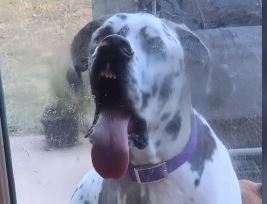 Hang the Great Dane Gets Over 23 Million Views