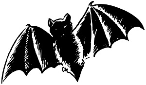 Only Mammal that can fly Only Mammal that can fly