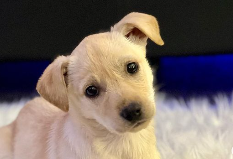 Meet Carrie Underwood’s New Puppy