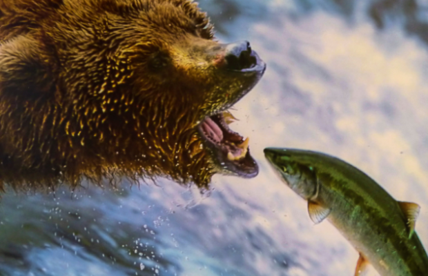 Difference between brown bear and grizzly Difference between brown bear and grizzly