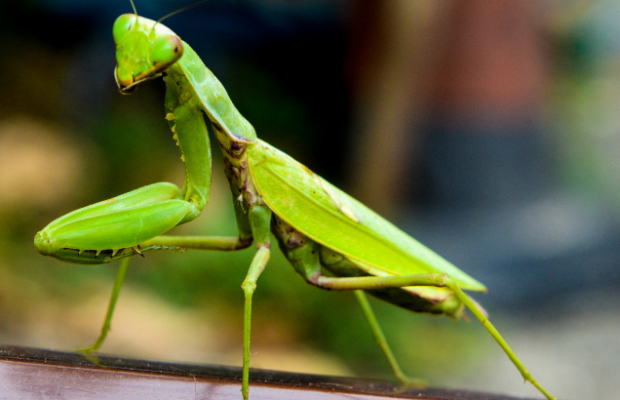 What is the only insect that can turn its head and look over its shoulder. What is the only insect that can turn its head and look over its shoulder.