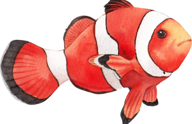 What kind of fish was Nemo What kind of fish was Nemo