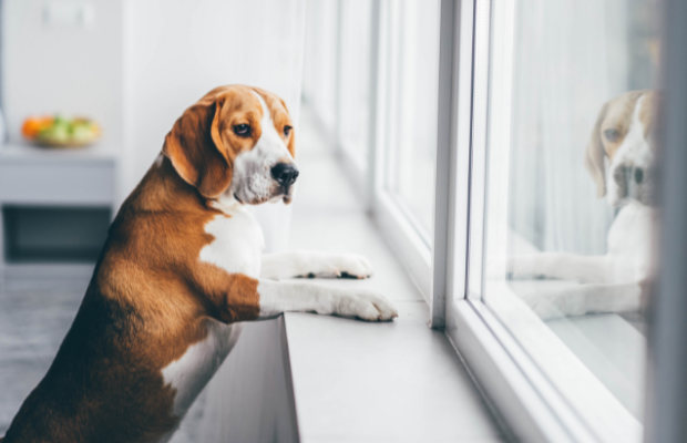 15% of dog owners do this before leaving the house. 15% of dog owners do this before leaving the house.