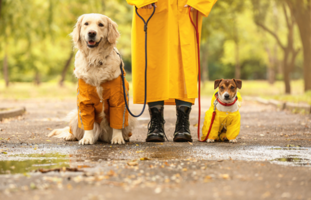 37% of people have purchased this for their dog. 37% of people have purchased this for their dog.