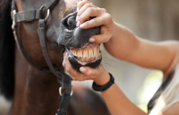 How can you tell the age of a horse? How can you tell the age of a horse?
