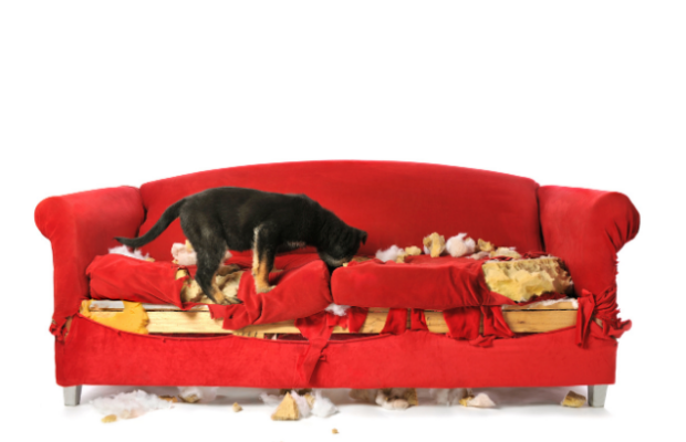 The average puppy will chew on four of these during its first year at home. The average puppy will chew on four of these during its first year at home.