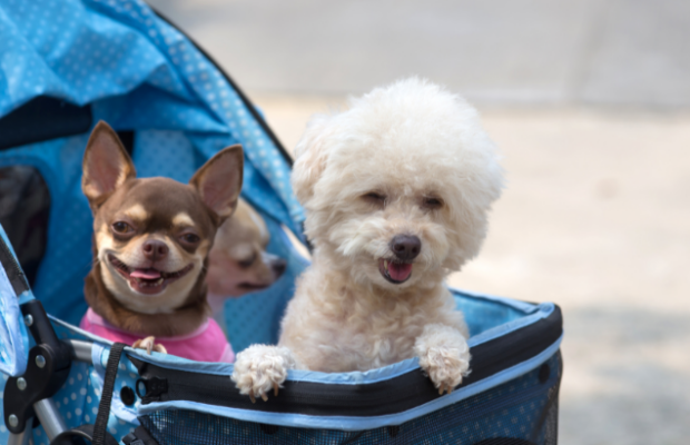 30% of pet owners have purchased one of these for their pet. 30% of pet owners have purchased one of these for their pet.