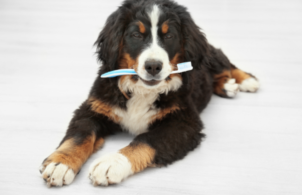 21% of dogs have chewed on this.
