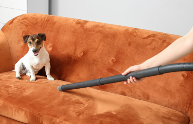 27% of dog owners do this on a daily basis.