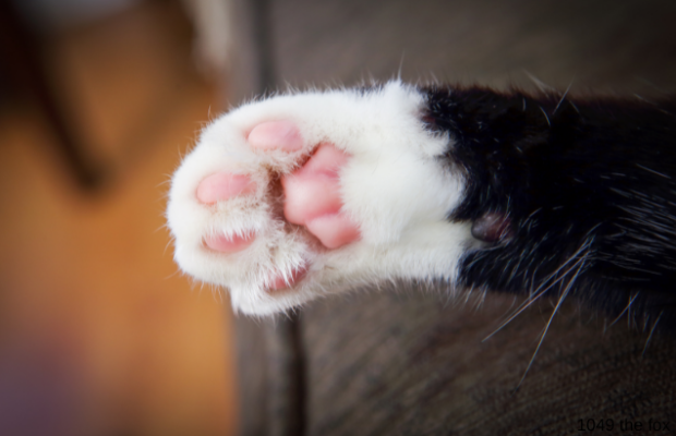 How Many Toes does a Cat have