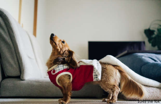 46% of people have purchased this for their dog. 46% of people have purchased this for their dog.