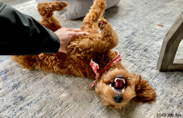 55% of dog owners do this when their dog gets mad at them