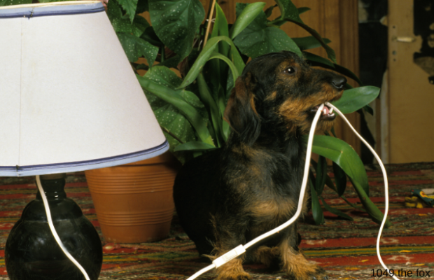 53% of people say their pet has chewed on this. What is it 53% of people say their pet has chewed on this. What is it