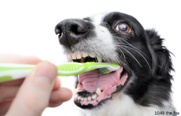 23% of dogs dislike it when their owner does this to them.
