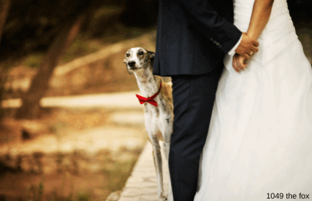 50% of people know someone whose ring bearer was this.