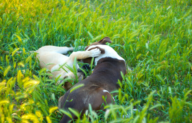 49% of people say their dog has one of these. 49% of people say their dog has one of these.