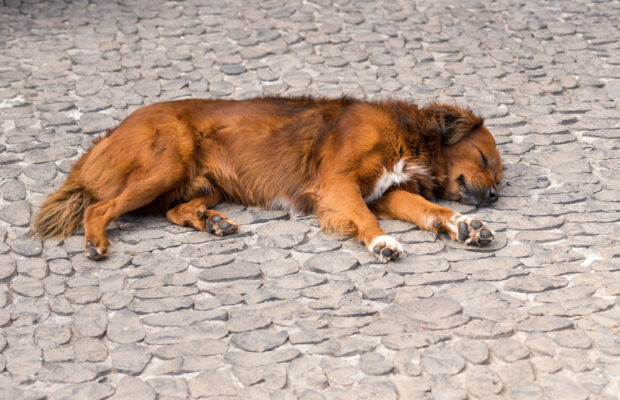 48% of dog owners say their dog does this on a daily basis.