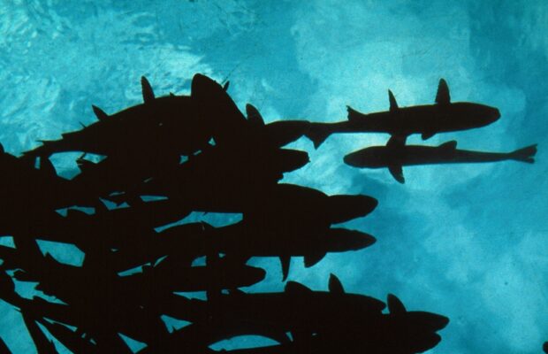 12% of people say they would do this deft defying stunt/activity to be debt-free.