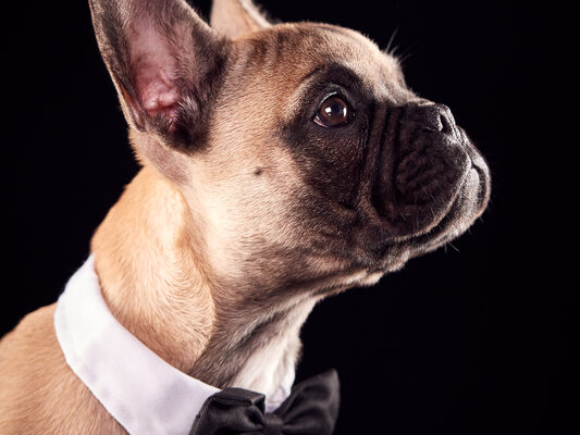 39% of dogs have worn this to a wedding. 39% of dogs have worn this to a wedding.